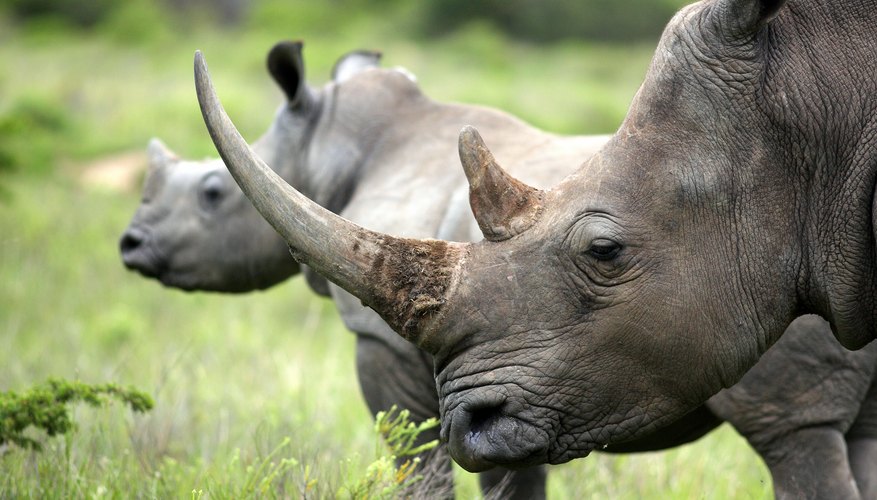 What Is the Horn of a Rhino Made Of? | Sciencing