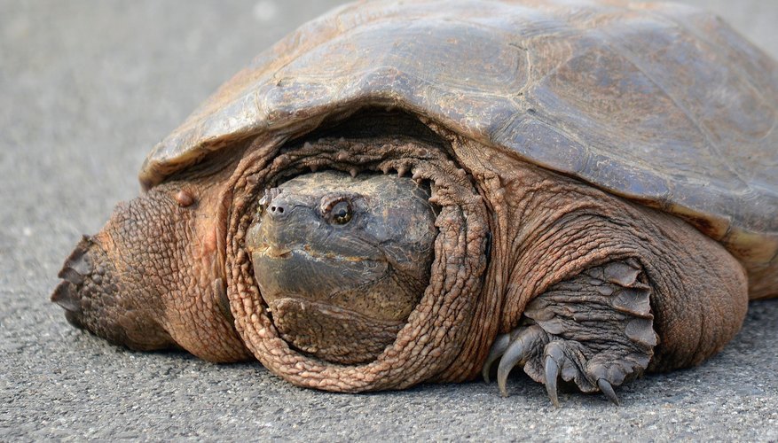 how to tell age of common snapping turtle