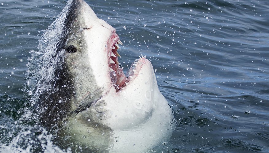 The Best Place to Find Shark Teeth | Sciencing