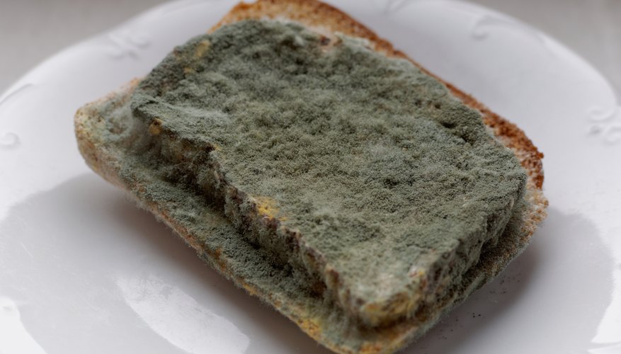 Can Food Mold Lead to Mold Growing in Your House?