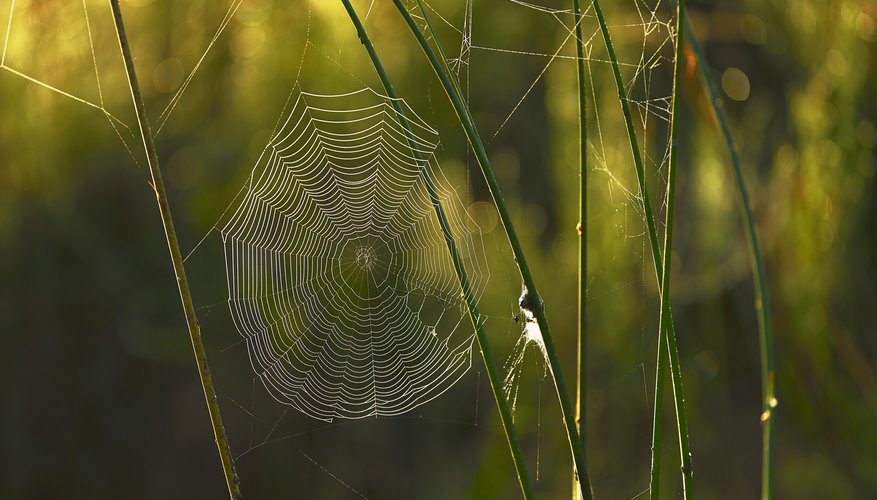 How to Recognize Spiders By their Webs - Bay Nature Magazine