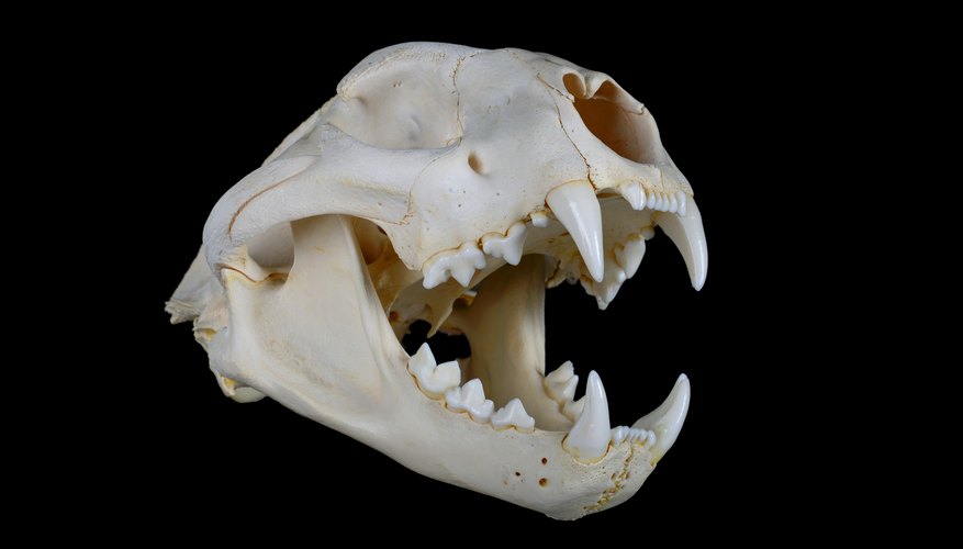 Comparison of a Human & Cat Skeleton | Sciencing