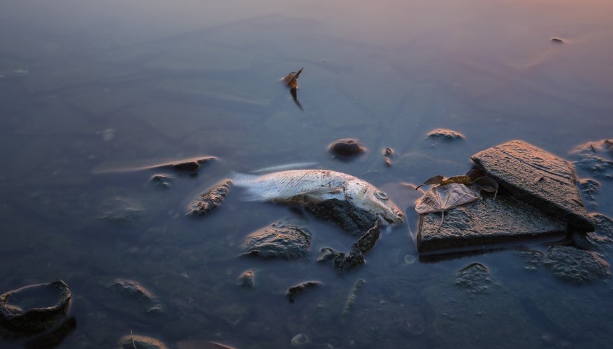 minamata bay fish