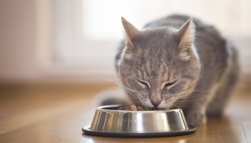 5 Basic Needs of an Animal | Sciencing