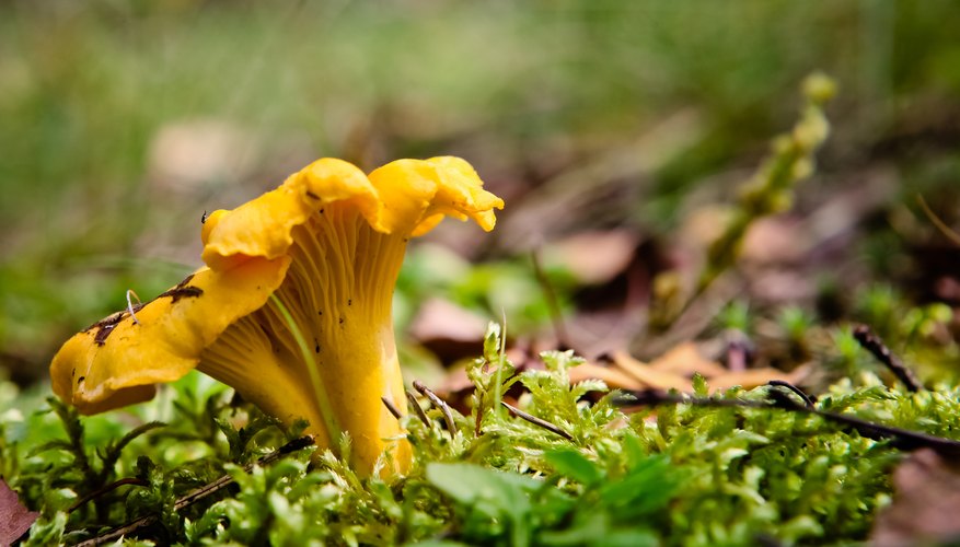 What Role Do Decomposers Play in a Food Chain? Biology Diagrams