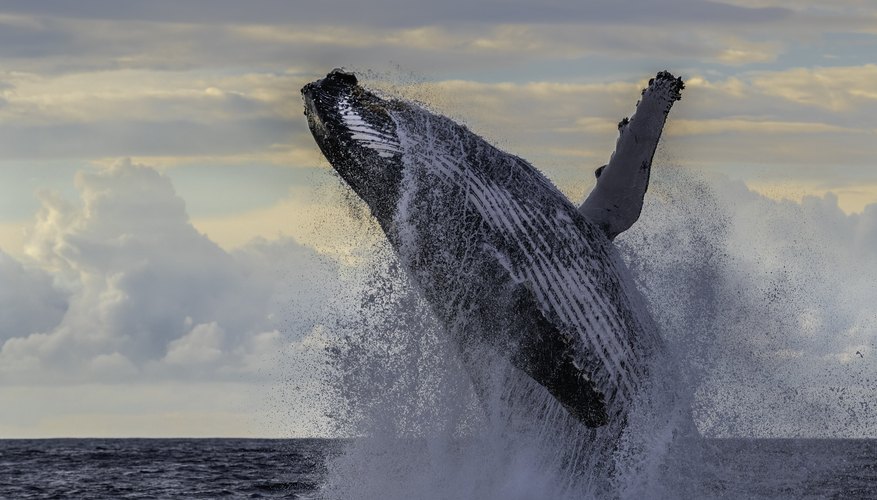 how-to-save-a-beached-whale-sciencing