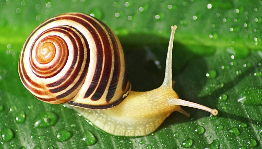 Snails Adaptation to Habitat | Sciencing