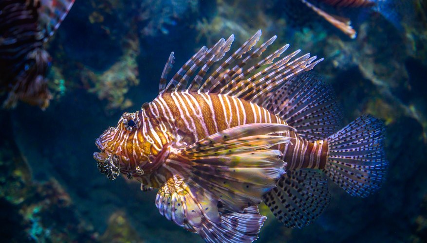 Saltwater vs. Freshwater Aquariums: What's the Difference - Fish