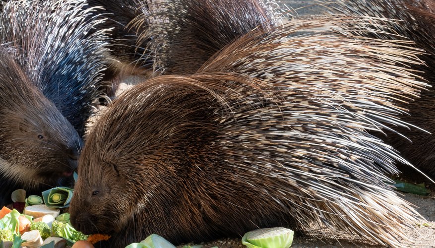 Prickly porcupine quills may hold clues for medical technology
