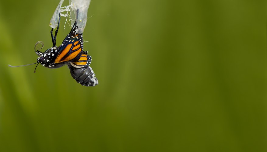 monarch butterfly emerging from chrysalis