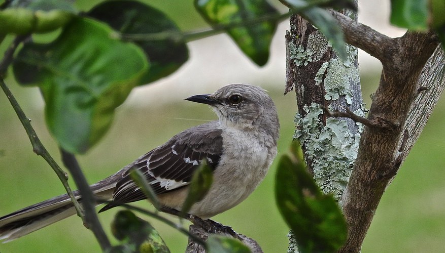 How To Tell A Male From A Female Mocking Bird Sciencing