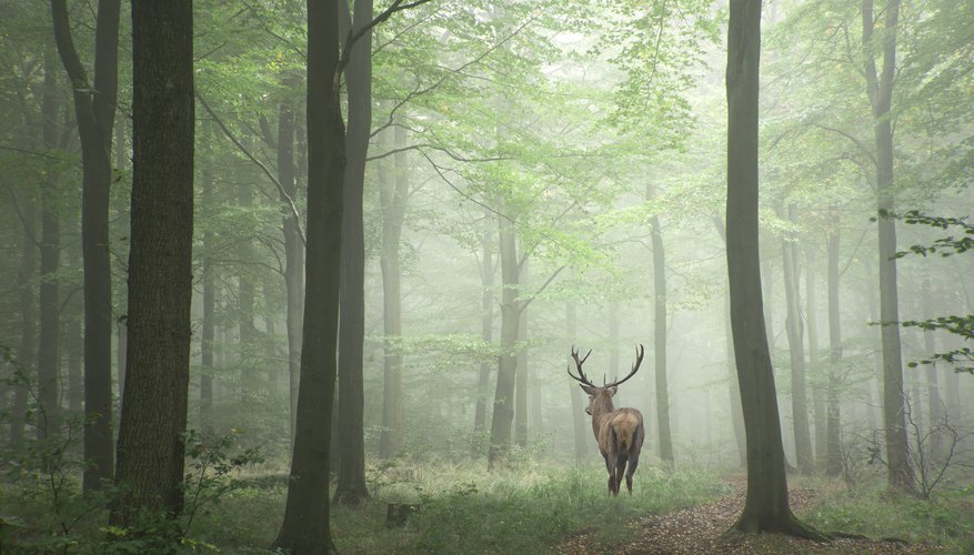 What Purpose Does the Deer Have in the Ecosystem? | Sciencing