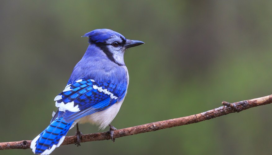 How to Tell a Male From a Female Blue Jay | Sciencing