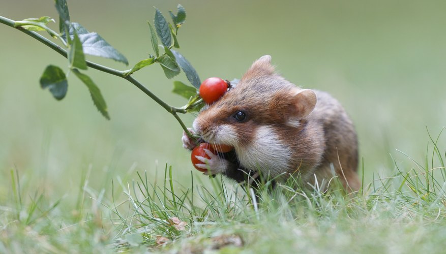 Hamster eats outlet