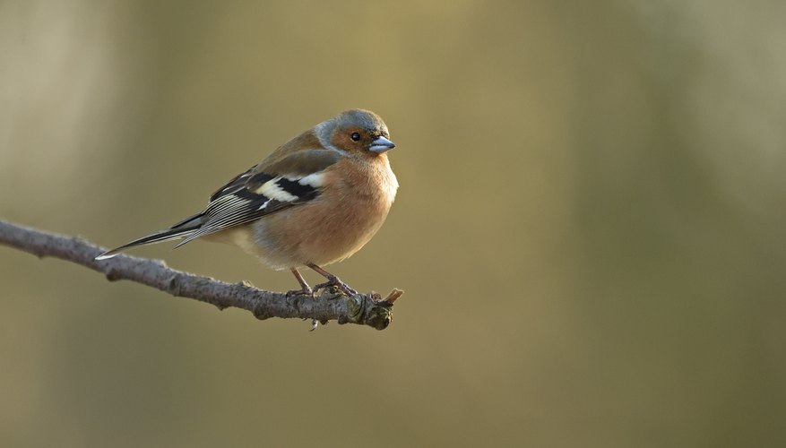 Nesting Habits of Finches | Sciencing