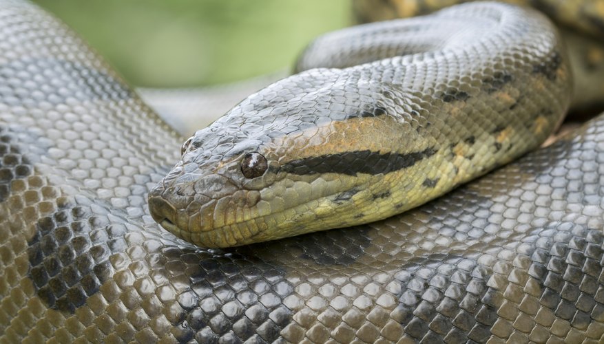 Differences Between a Boa, Python, & Anaconda | Sciencing