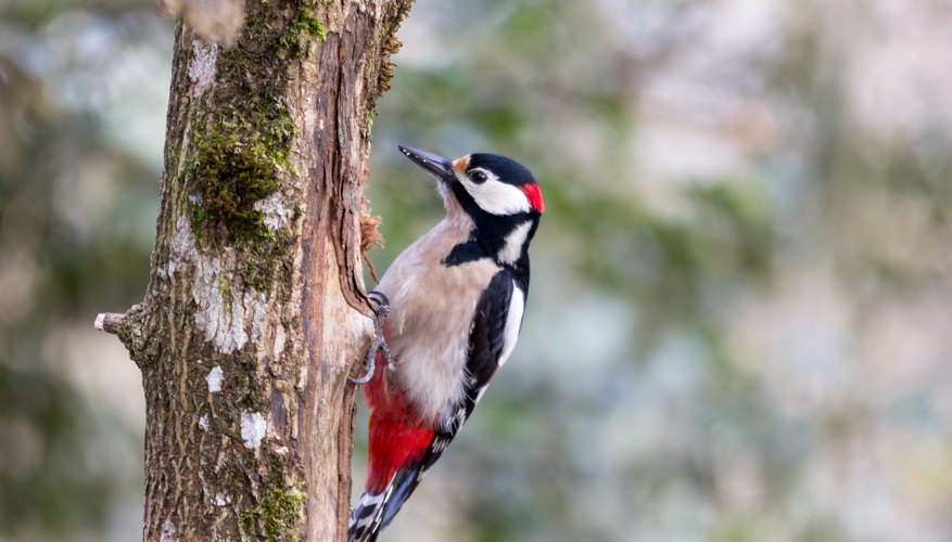 The Difference Between Female & Male Pileated Woodpeckers | Sciencing