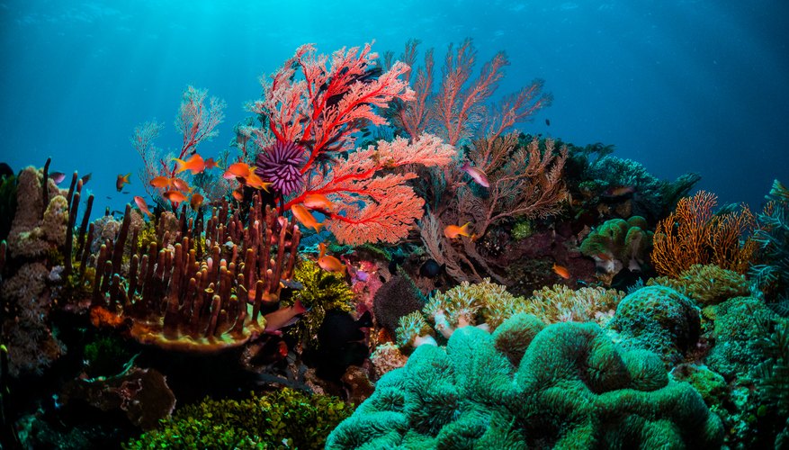 alive coral reef