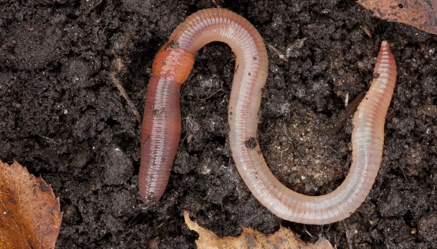 what-eats-earthworms-sciencing