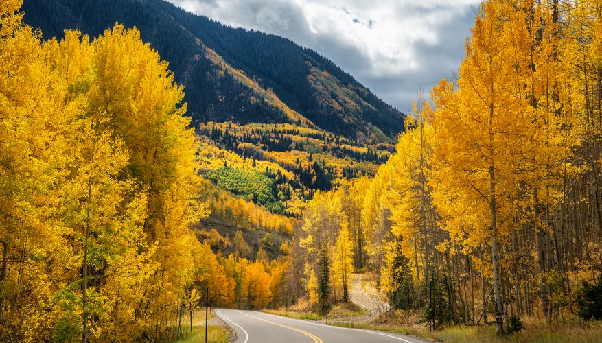 At What Altitude Do Aspen Trees Grow? | Sciencing