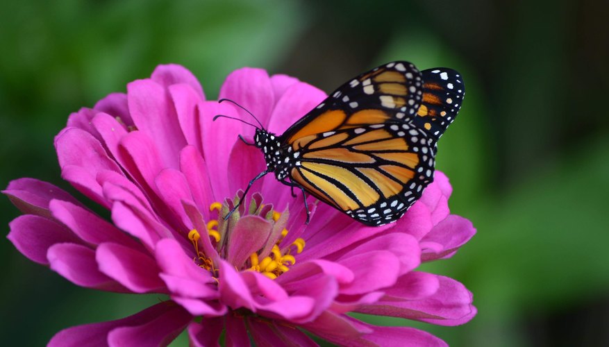 What Do the Colors on Butterflies Mean? | Sciencing