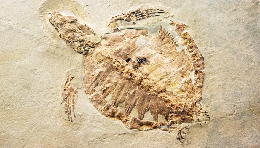 dinosaur fossils in the ground