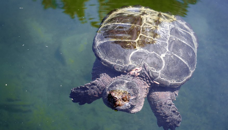 types-of-snapping-turtles-sciencing