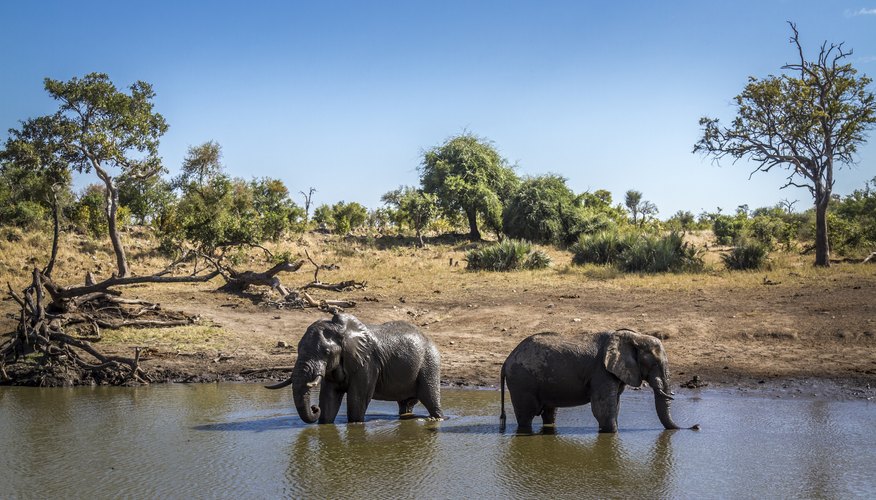 Why Are Ecosystems So Important? | Sciencing