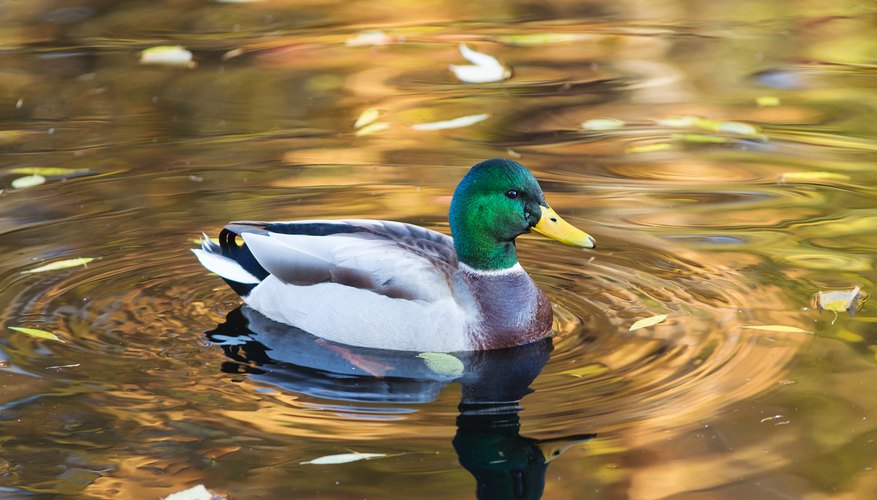 How to Tell the Difference Between Male and Female Ducks | Sciencing