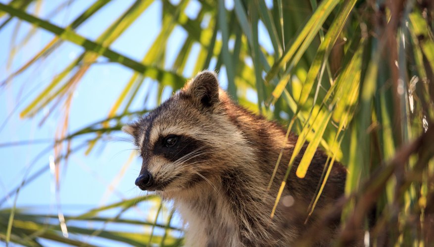 animals-that-eat-meat-plants-sciencing