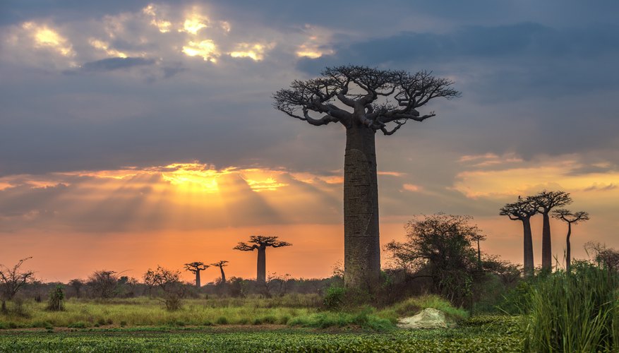 The Adaptations of the Baobab Tree | Sciencing