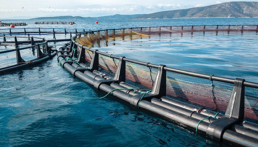 What Are the Causes of Over Harvesting Fisheries? | Sciencing