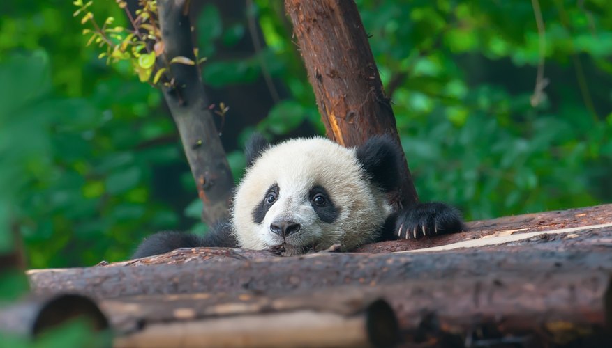 Characteristics & Behaviors of the Giant Panda | Sciencing