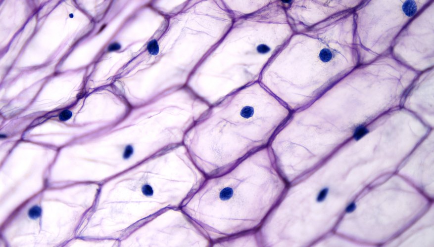 How Does the Plasma Membrane Maintain Homeostasis? | Sciencing