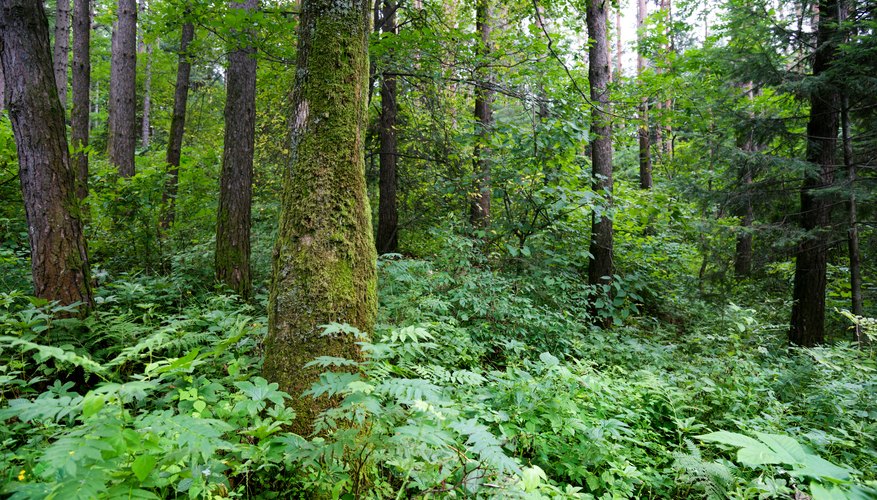 What Are Three Types of Producers Found in the Tropical Rain Forest? | Sciencing