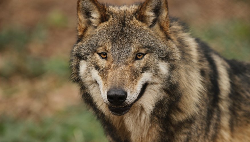 Kinds Of Wolves | Sciencing