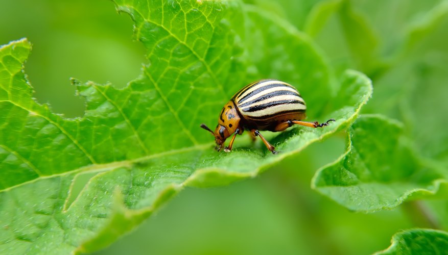 Potato Bug