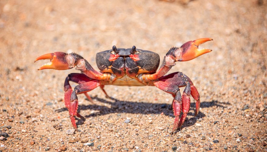 Differences Between Crustaceans & Insects | Sciencing