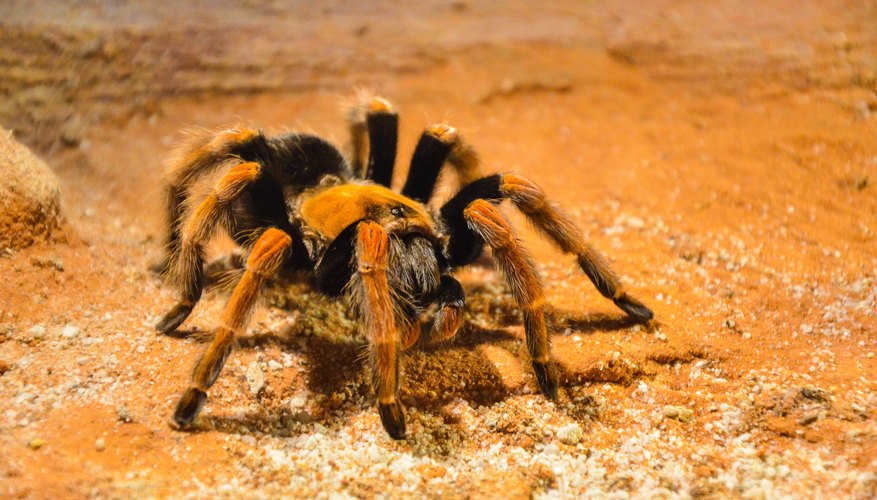 Common Big Spiders | Sciencing