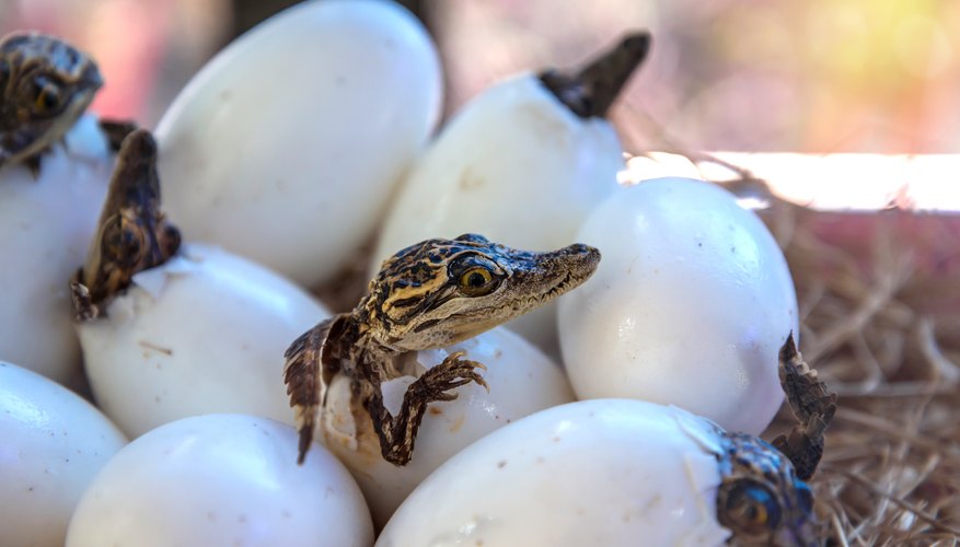 What Are the Differences & Similarities Between Mammals & Reptiles