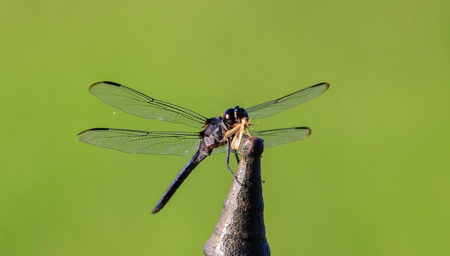 How to Grow and Raise Dragonflies in a House Box | Sciencing