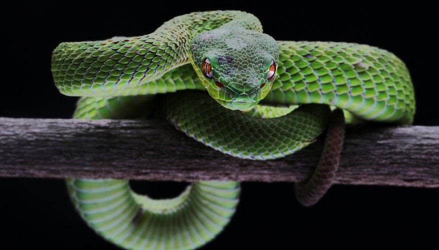 How Snakes Adapt in the Forest | Sciencing
