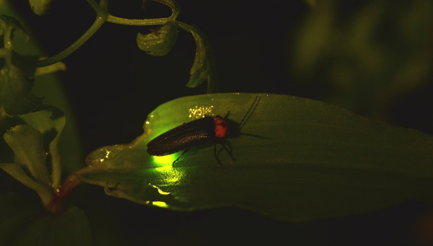 How to Keep Fireflies Alive | Sciencing