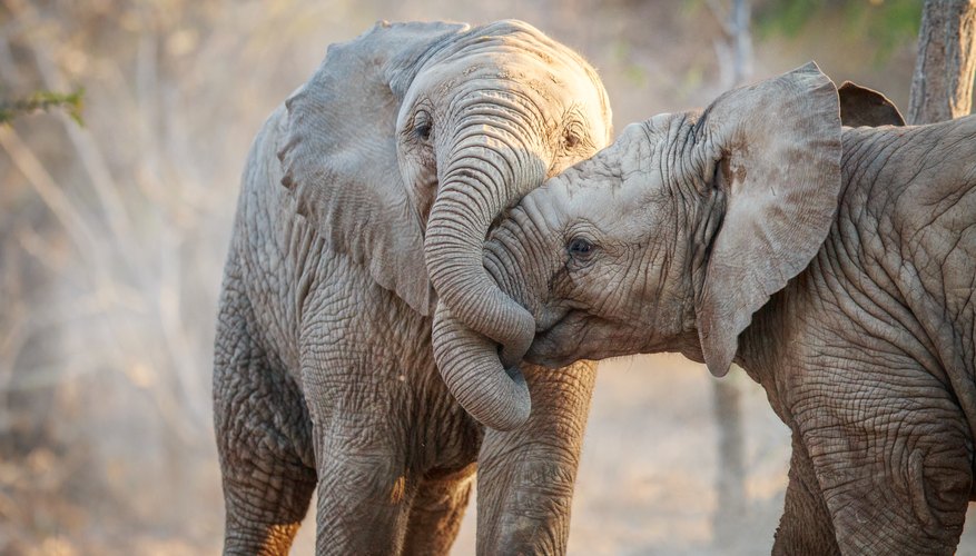 Baby Elephants Move With Herd Right After Birth