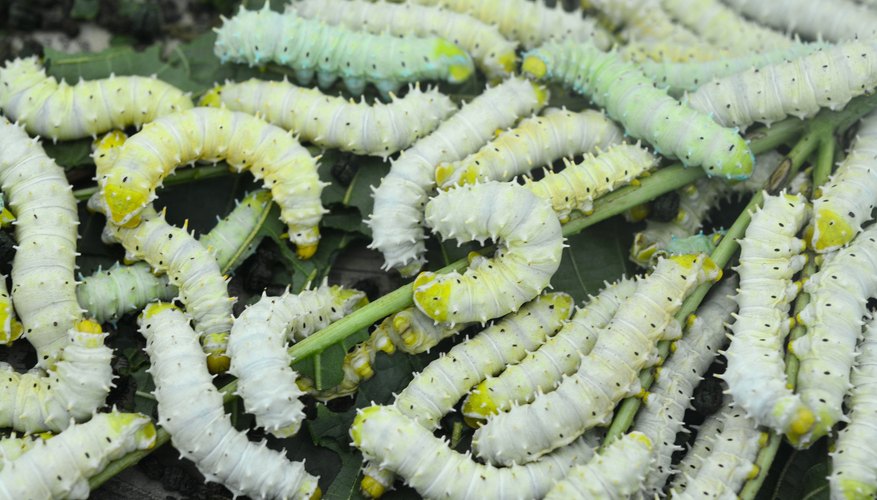 Facts About Silkworms | Sciencing