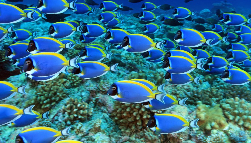 Ocean Ecosystem for Kids | Sciencing