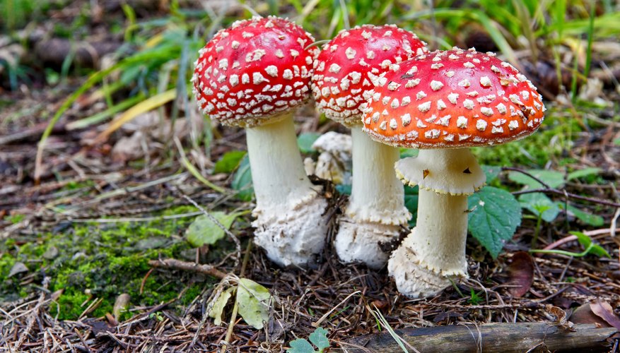 where-to-find-psilocybin-mushroom-spores-for-sale-gnosis-unveiled