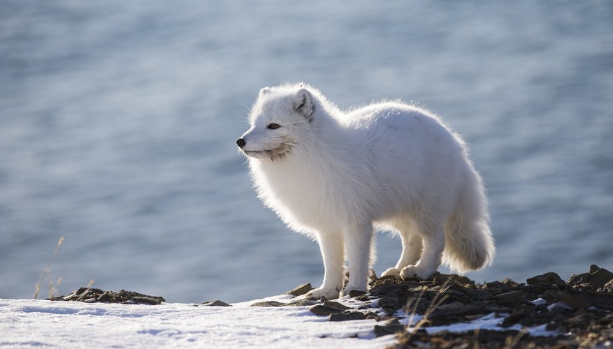 arctic fox in the tundra