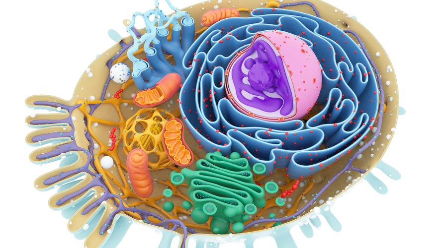What Is an Organelle in a Cell? | Sciencing