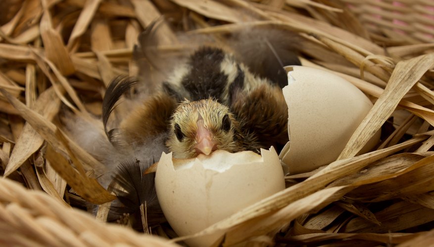 Gestation Periods for Birds | Sciencing